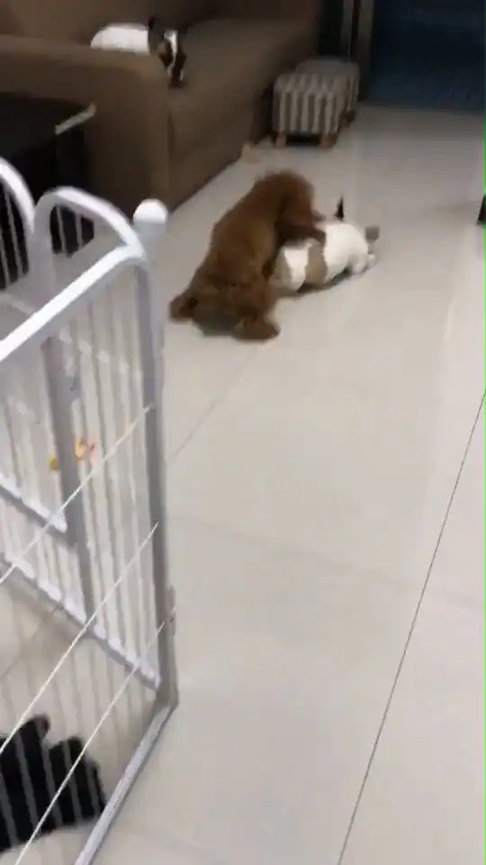  斗牛犬抢泰迪的狗粮,被小泰迪一招打认怂,搞怪表情笑哭网友