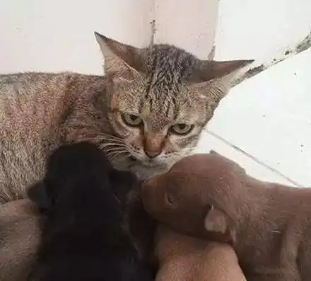  小狗出生后追着公猫当妈妈,喵星人一脸懵都是熟人不好意思翻脸...