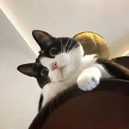  橘猫为什么被说胖的只有我明明狸花猫奶牛猫也很胖