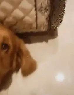  金毛对客人龇牙咧嘴,当客人拿出小肉条后,狗子的举动亮了