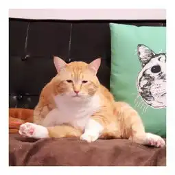  从这只橘猫的表情里,我看出了什么叫生无可恋