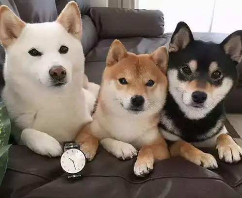  柴犬小知识柴犬四个颜色科普