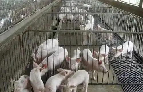  生猪价格大涨之后,为何不少养猪户反而选择退出了