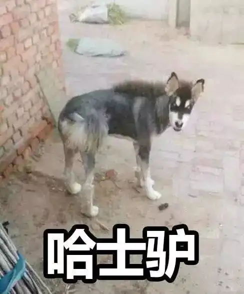  自从哈士奇简直被网友玩坏了了