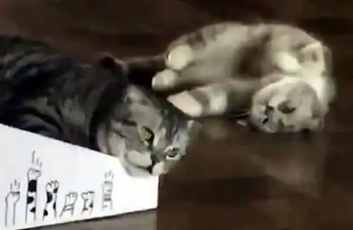 表情主人下班太晚,猫咪被饿到浑身无力,主人一看表情吓得浑身冒汗...表情 表情主人下班太晚,猫咪被饿到浑身无力,主人一看表情吓得浑身冒汗...表情