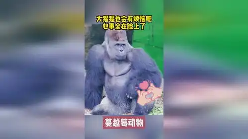  大猩猩也会有烦恼吧,心事全在脸上了