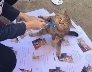  以为猫咪走丢,主人哭到不行,15天后猫咪回归一脸高冷没出息