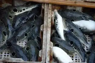  河豚鱼该怎么养殖