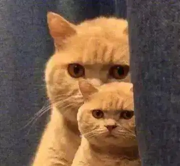  橘猫饿了,认真用力舔爪爪,旁边的小狸花猫表情太搞笑了