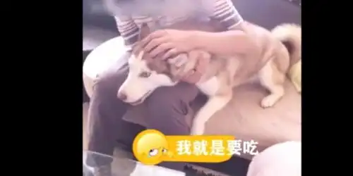  妈妈不给狗狗吃核桃,爸爸一回家就被狗狗告状,狗狗表情好委屈啊