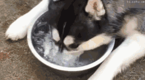  如果看到正经的哈士奇请一定报警,因为那肯定是假冒的