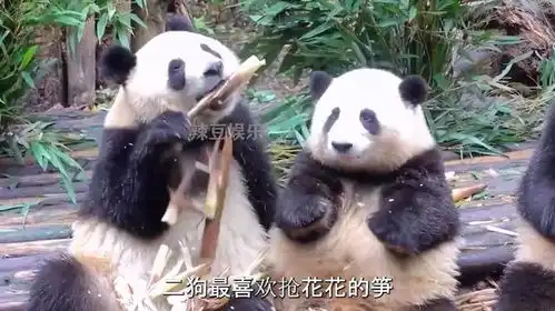 二狗绝对是熊猫届最狗的小熊,在干饭上仿佛有800个心眼 二狗绝对是熊猫届最狗的小熊,在干饭上仿佛有800个心眼