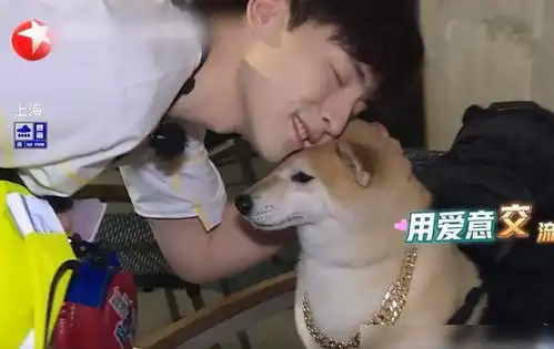  人不如狗系列邓伦录制极限挑战,三次抚摸,一次亲吻柴犬