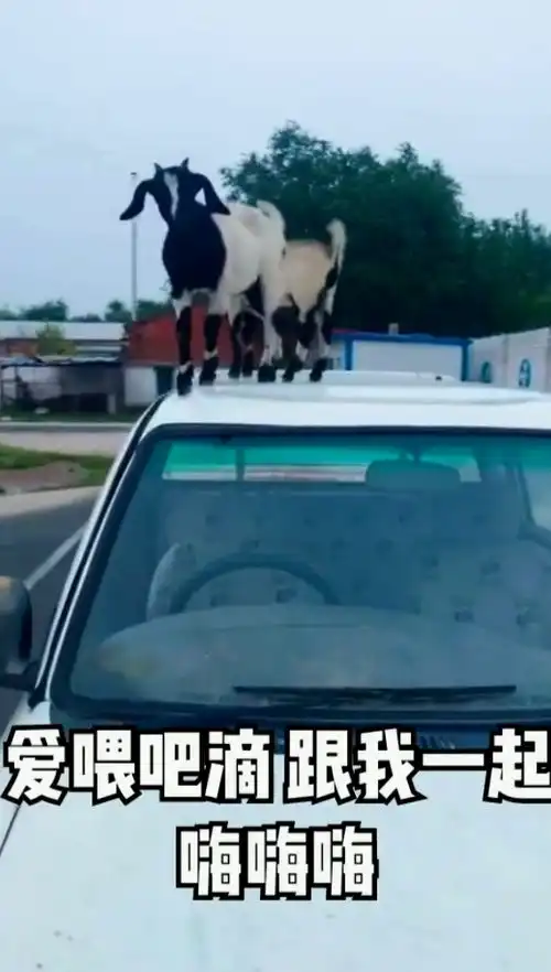  二狗子表演了一个无表情吃柠檬