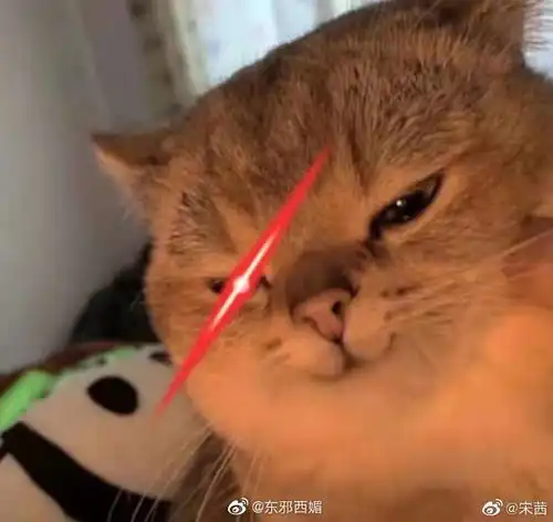  宋茜用猫猫表情包回应谁是凶手剧组道歉
