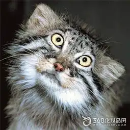  青海杂多发现野生藏狐露迷之微笑