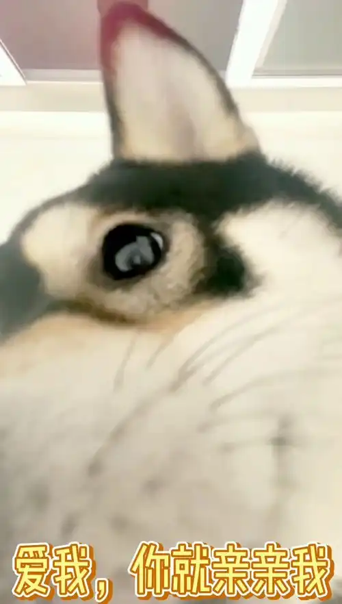  爱我你就亲亲我,你觉得我这样可爱吗