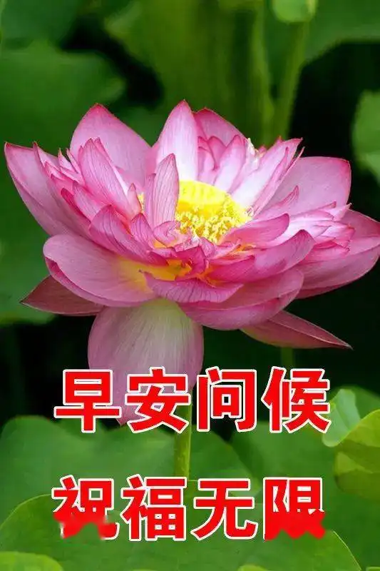  3月7日最漂亮早上好动态表情图片大全,早晨好动图美图大全