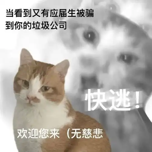  表情包丨阴阳怪气工作猫