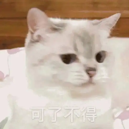  玫瑰沾白糖的相册天使猫猫的表情包