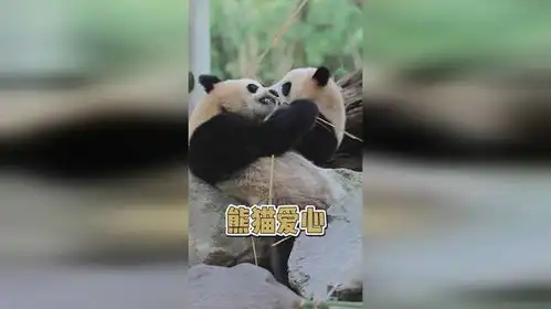 两只双胞胎熊猫宝宝同框,组合了一颗爱心 两只双胞胎熊猫宝宝同框,组合了一颗爱心