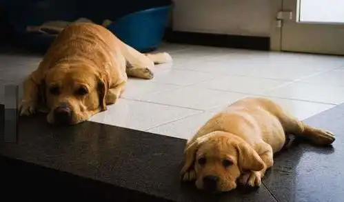 狗狗界有其父必有其子的最佳代表,相似表情动作让大家都萌化了 狗狗界有其父必有其子的最佳代表,相似表情动作让大家都萌化了