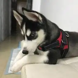  二哈很可爱养了才知道什么叫后悔