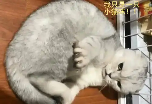  手被猫猫抓伤了女孩一气之下把猫咪挂在门上猫猫认错的表情笑喷网友