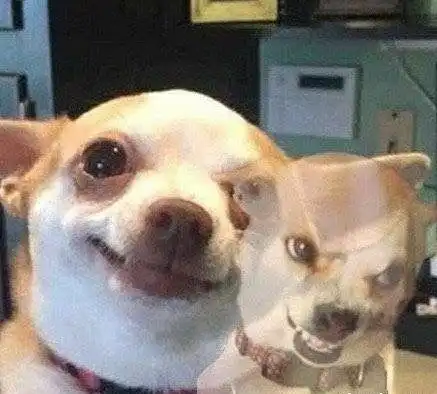 我决定放弃表情包凡尔赛