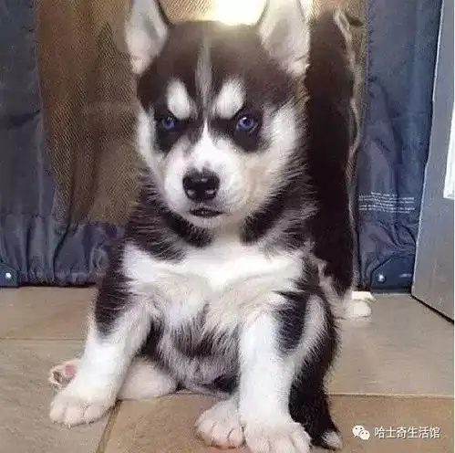  表情帝哈士奇走红网络,人家只靠摆臭脸,还救了女主人