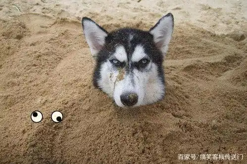  每日一笑二哈的搞笑对话,专治各种郁闷,个个都是表情包