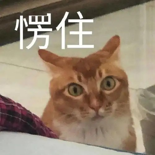 网红猫咪沙雕猫咪敦敦表情包四