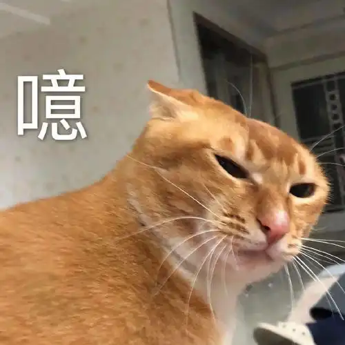  网红猫咪沙雕猫咪敦敦表情包四