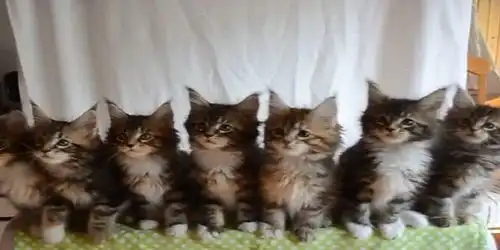 猫咪点头表情包gif动图完整版下载猫咪点头表情包抖音gif动图合集19游戏网 猫咪点头表情包gif动图完整版下载猫咪点头表情包抖音gif动图合集19游戏网