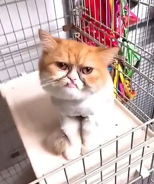  猫咪能有多丑呢看到这只满脸表情包的加菲猫,我是真服了