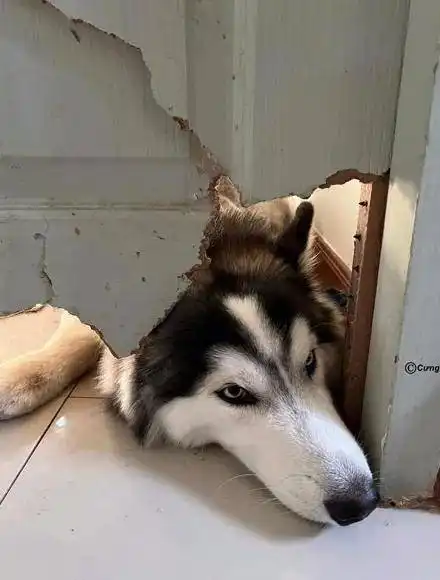  网友出门前都把二哈关房间里,结果几天后,就有了这一幕