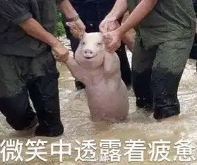  从台风中抢救出来的猪系列表情包台风劫后余生的猪坚强表情包高清无水印极光下载站
