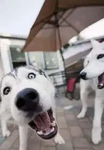  哈士奇是怎么从萌萌哒小帅比变成猥琐大叔的