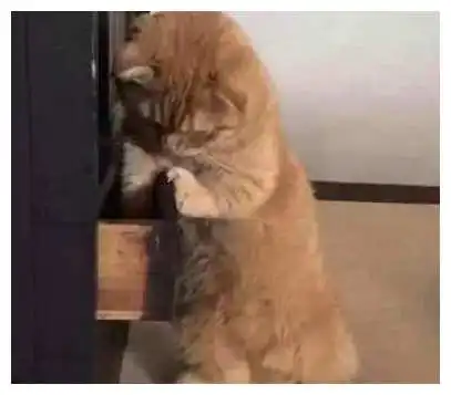  猫咪发现它的宝藏被人拿了,急了,表情这个玩笑我不喜欢