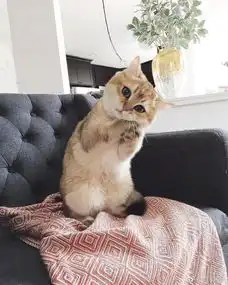 加菲猫表情包小视频小仓