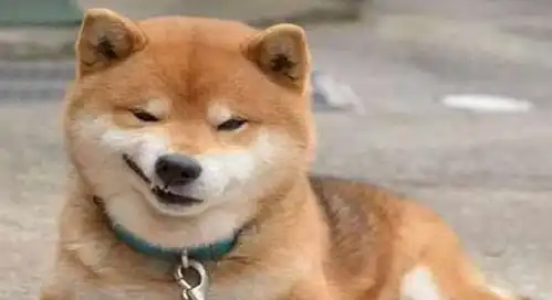  柴犬表情特别多,跟猫咪的表情很像,它难道不是狗