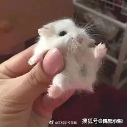 我tm表情包仓鼠