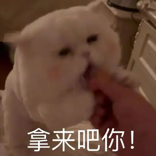  表情包网红猫咪腮红球系列