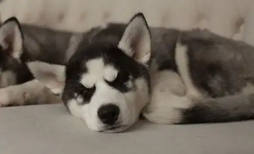 哈士奇表情包动图顺嘴