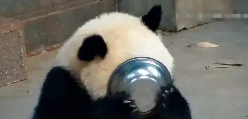  熊猫宝宝集体越狱,号称兽人永不为奴,除非包吃包住