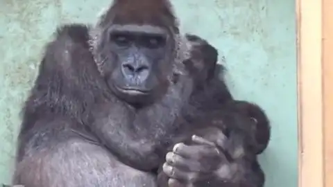 大猩猩郁闷的表情