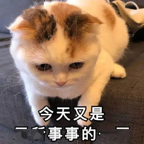 猫咪冲刺表情包小哥哥