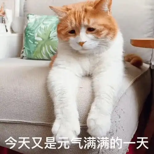  猫咪表情包