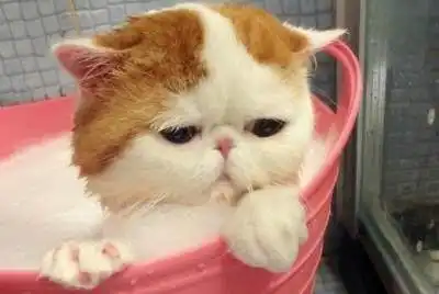  猫猫委屈的表情,看着都心疼