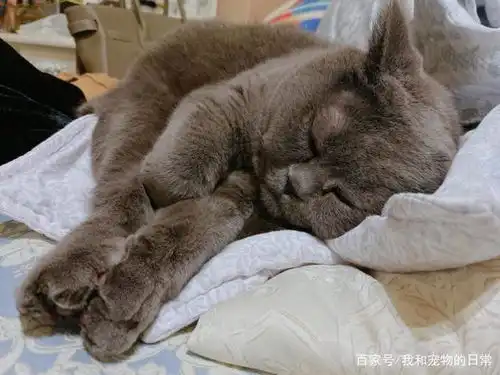  猫咪被剃毛气到表情变形,模样就像要上处刑台